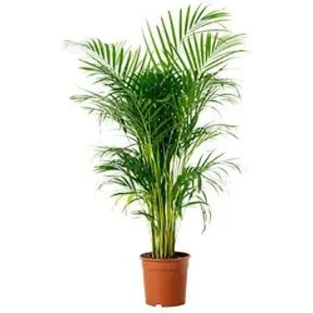 Areca Palm Plant